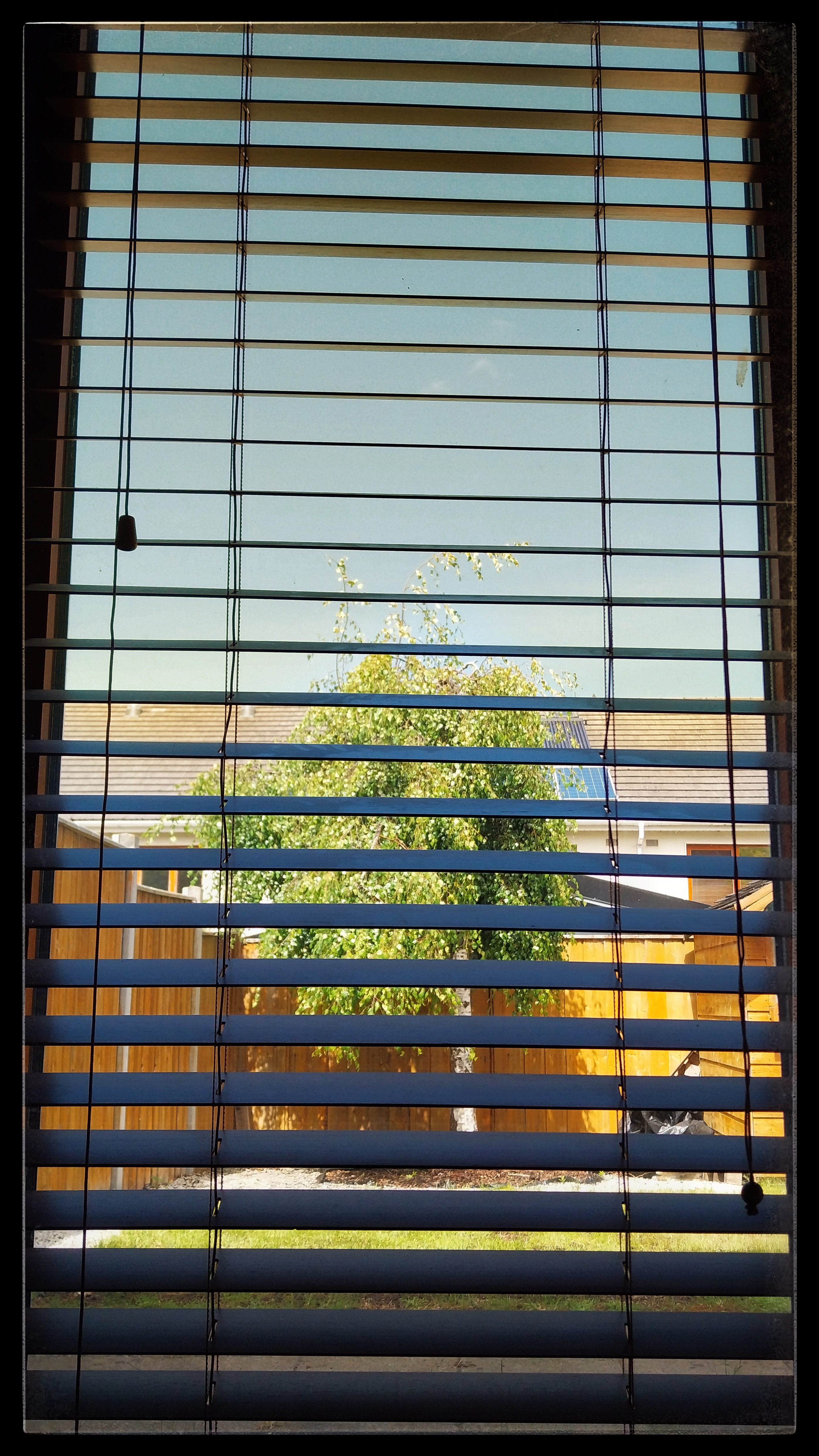 A garden through blinds